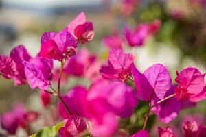 relajante imagen de rosado pétalos en luz de sol, primavera verano de cerca escena. hermosa natural de colores planta, rosado flores desde Mediterráneo jardín foto