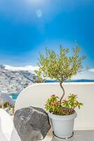 Santorini urban street flowers, plant in vase. Detail of street with white architecture in sunlight, rays and summer mood and blurred background of white blue houses. Street detail and decoration photo