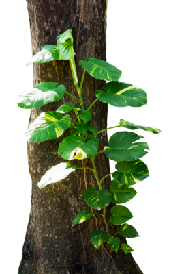 tree trunk with green leaves creeper 25063202 PNG