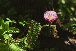 Green Mammillaria cactus with pink flower in dark blackground. photo