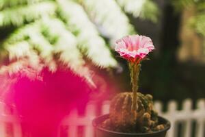 Green Mammillaria cactus with pink flower in dark blackground. photo