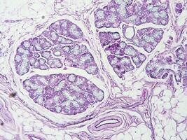 histología humano pañuelo de papel con microscopio desde laboratorio foto