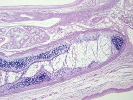 histología humano pañuelo de papel con microscopio desde laboratorio foto