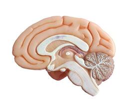 human brain anatomy model,die-cut,transparent background photo