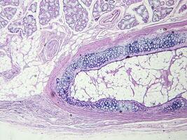 histología humano pañuelo de papel con microscopio desde laboratorio foto