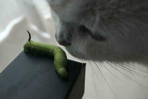 close up of a cat with a caterpillar on a white background photo