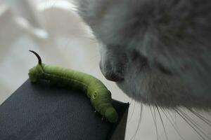 close up of a cat with a caterpillar on a white background photo