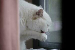 white cat on the couch licking his hand photo