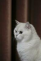 portrait of a cat with eyes photo