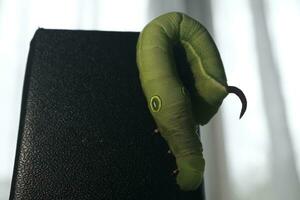 green caterpillar on a leaf photo