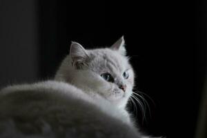 portrait of a cat with black background photo