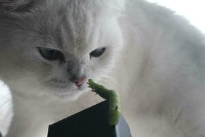 close up of a cat with a caterpillar on a white background photo