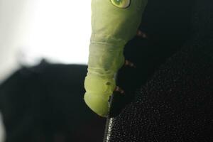 green caterpillar on a leaf photo