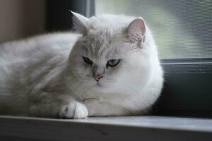 cat lying on the table photo