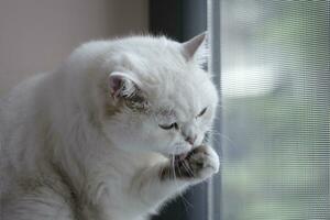 white cat on the couch licking his hand photo