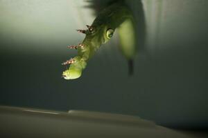 green caterpillar on a leaf photo