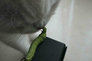 close up of a cat with a caterpillar on a white background photo