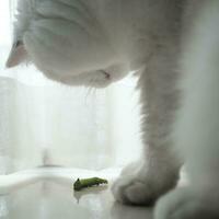 close up of a cat with a caterpillar on a white background photo