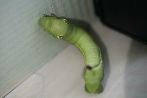 green caterpillar on a leaf photo