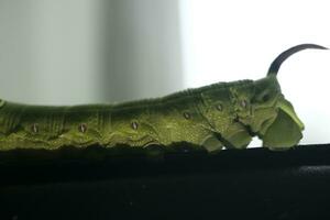 green caterpillar on a leaf photo