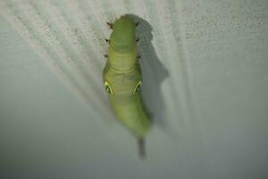 oruga verde en una hoja foto