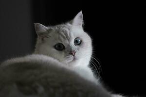 portrait of a cat with black background photo