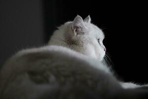 portrait of a cat with black background photo