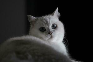 portrait of a cat with black background photo