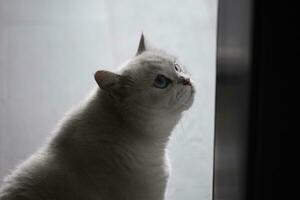 portrait of a cat with black background photo