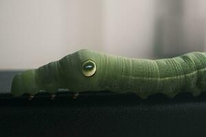 green caterpillar on a leaf photo