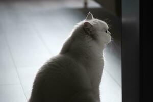 portrait of a cat with black background photo