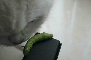 close up of a cat with a caterpillar on a white background photo