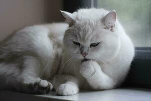 white cat on the couch licking his hand photo