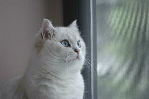 portrait of a white cat photo