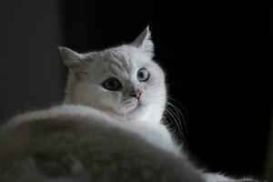 portrait of a cat with black background photo