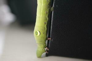 green caterpillar on a leaf photo