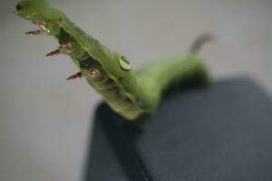 green caterpillar on a leaf photo