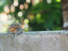 caracol lento Moviente en rock con bokeh antecedentes foto