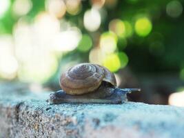 snail slow moving on rock with bokeh background photo