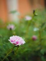 flower small in garden after rainy freshness photo