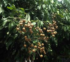 Thai longan fruits on tree northern of Thailand Lamphun locate for plantation photo