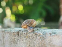 snail slow moving on rock with bokeh background photo