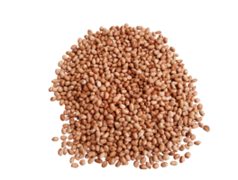 pile of peanuts  top view PNG transparent