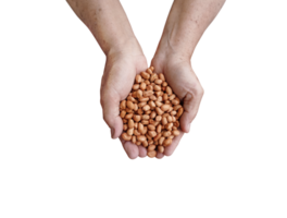 Peanuts in farmer hands  top view PNG transparent