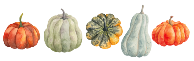 Set of pumpkins. Different shapes and colors of natural food ingredient. Clipart for the design of cards and invitations on the autumn theme and Halloween. Watercolor illustration. Hand drawn isolated png