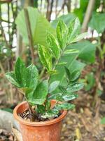 vareigated plant zamioculcas zamiifolia in pot home garden photo