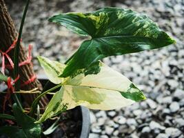 Cercestis mirabilis vareigated plants in pot home garden great decoration photo