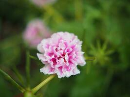 flower small in garden after rainy freshness photo