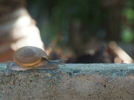 snail slow moving on rock with bokeh background photo