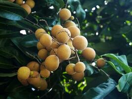 Thai longan fruits on tree northern of Thailand Lamphun locate for plantation photo